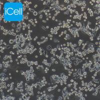 LLC 小鼠Lewis肺癌细胞/LLC细胞/LLC细胞/镜像绮点(Cellverse)