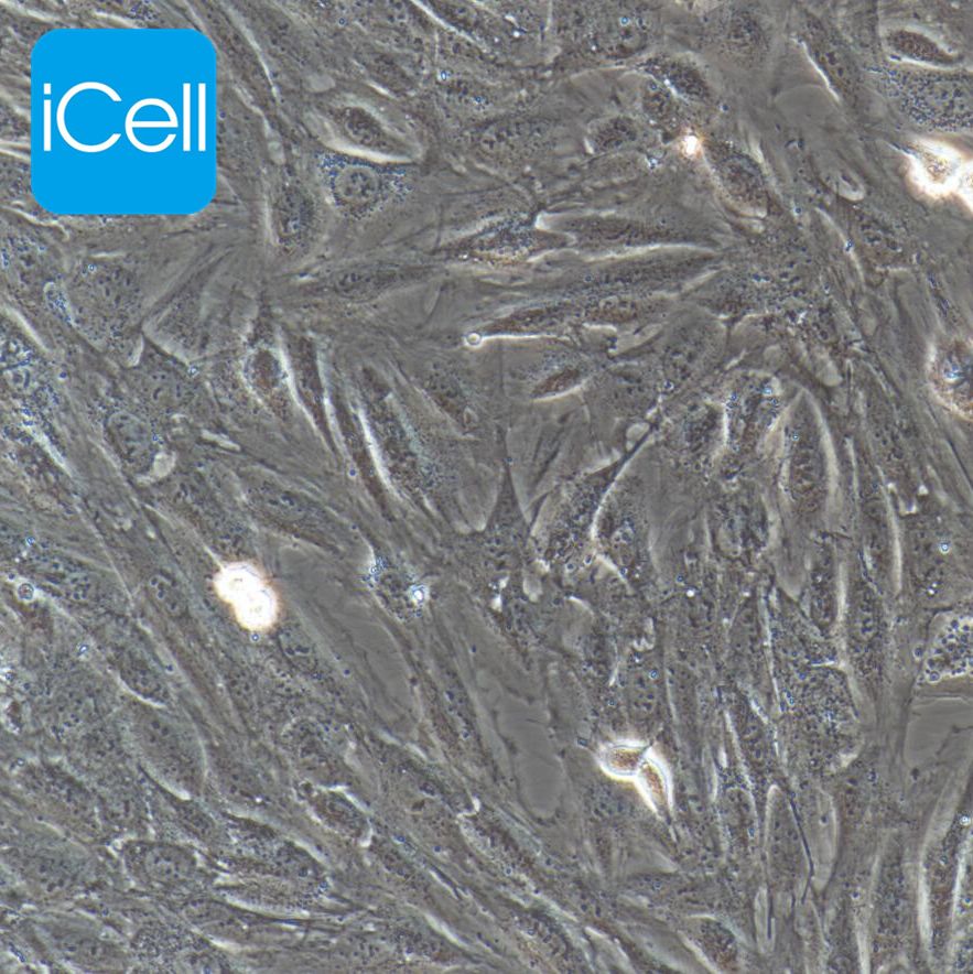 H9c2 | H9c2 细胞| H9c2 |大鼠心肌细胞 | 心肌细胞 | DU4475/STR鉴定