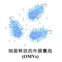 负载antimiRNA-10b的乳腺癌细胞外泌体被uPAR修饰