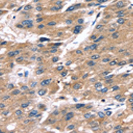 Serglycin (SRGN) Rabbit Polyclonal Antibody