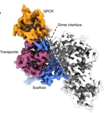 文献分享|Nature教你测量膜蛋白的寡聚