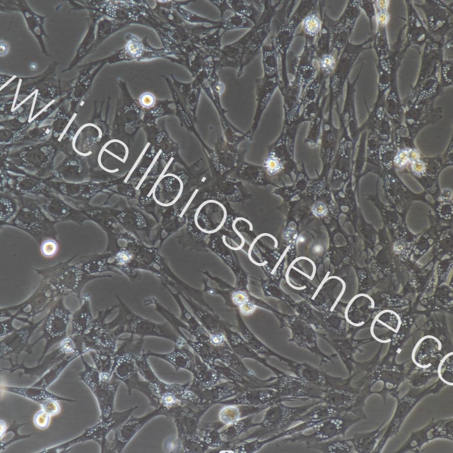 鸡肾小管上皮细胞永生化/免疫荧光鉴定/镜像绮点(Cellverse)