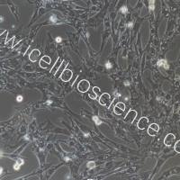 鸡肾小管上皮细胞永生化/免疫荧光鉴定/镜像绮点(Cellverse)