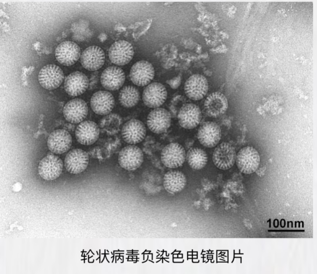 轮状病毒科普知识