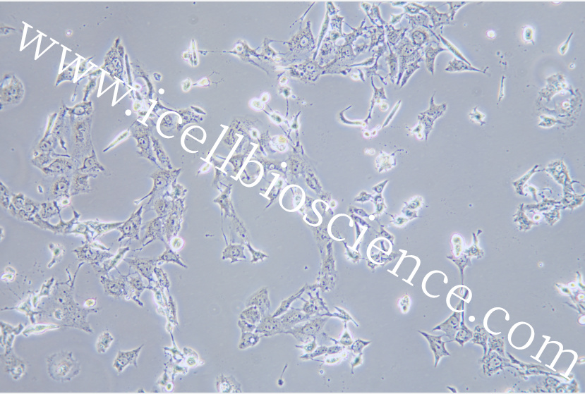 PED细胞 | PED细胞 | PED细胞 |PED 猪内皮