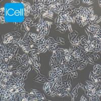 GES-1 人胃黏膜上皮细胞/ges-1细胞/ges1/ges1细胞/NCI-H2228 人肺癌细胞