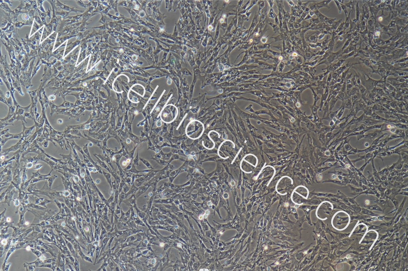 鸡肾小管上皮细胞永生化/免疫荧光鉴定/镜像绮点(Cellve