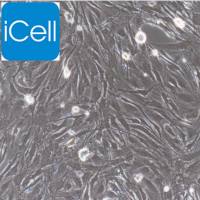 大鼠角膜内皮细胞 | 角膜内皮细胞 | 小鼠角膜内皮细胞 | 内皮细胞 | 免疫荧光鉴定 | 镜像