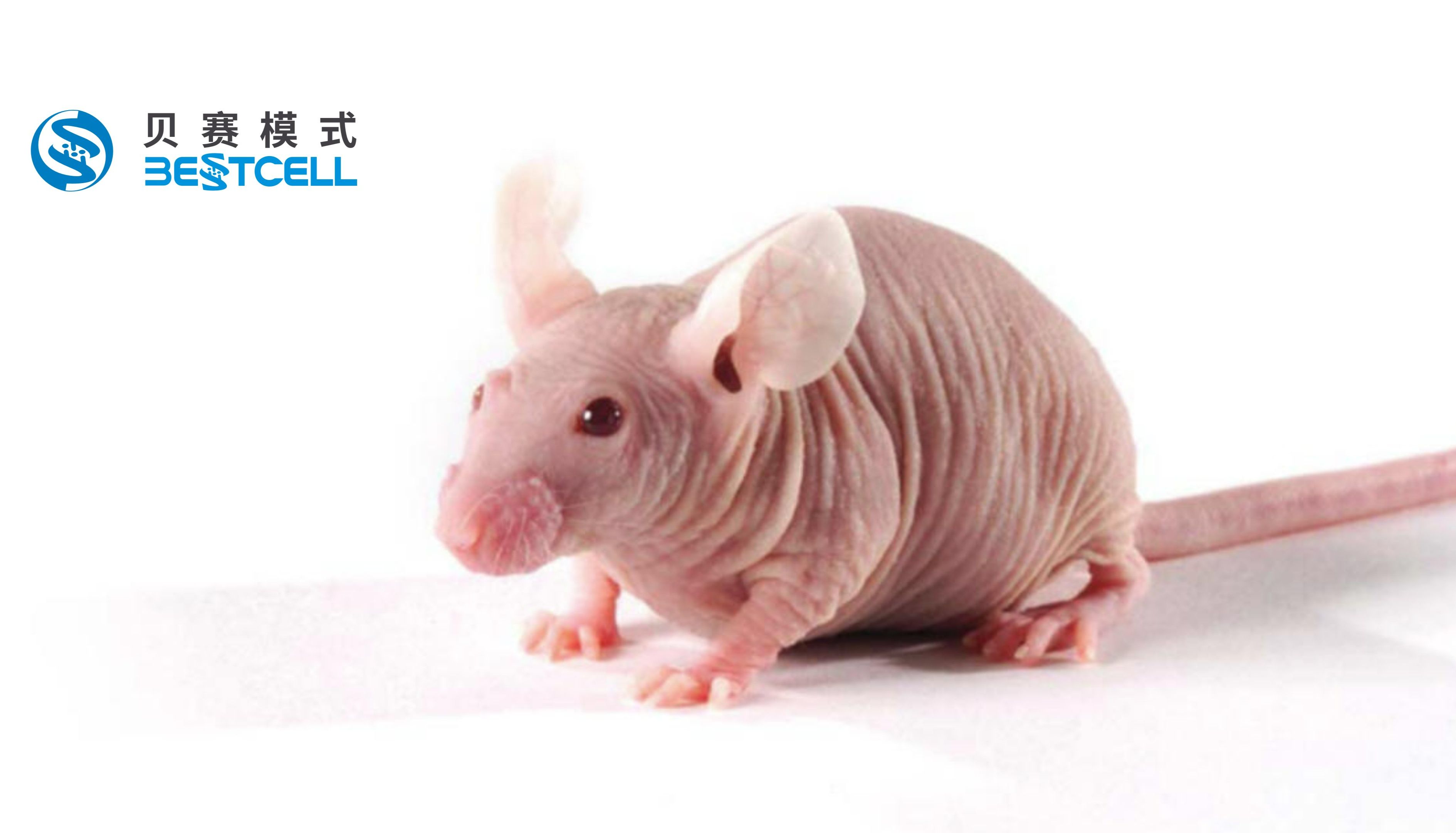 动物模型 | 胃癌原位移植瘤模型