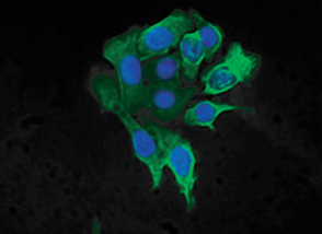 SouthernBiotech-小鼠抗细胞角蛋白8-HRP(SB37b)