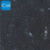 鸭肝间质细胞 | 间质细胞 | 肝间质细胞 | 大鼠肝间质细胞 | 小鼠肝间质细胞 | 免疫