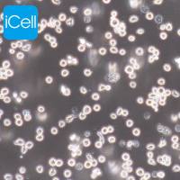 HL60 人早幼粒白血病细胞|HL60细胞|HL-60|HL-60细胞|STR鉴定|镜像绮点(Cellverse)