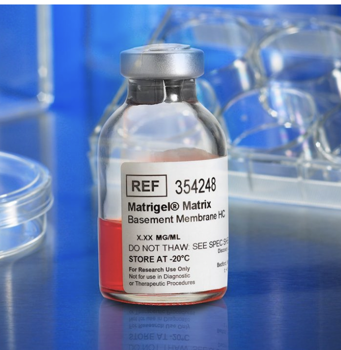 促进小鼠肉瘤细胞生长的方法