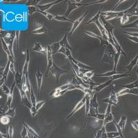 Duck embryo 鸭胚成纤维细胞永生化/种属鉴定/镜像绮点（Cellverse）