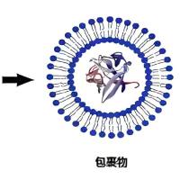 负载MuA的脂质体被甘草次酸(GA)修饰