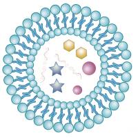 T1/T2造影剂脂质体 | Gd(钆)对比剂/超顺磁性氧化铁纳米颗粒(USPIO)脂质体(Liposome)| MRI成像