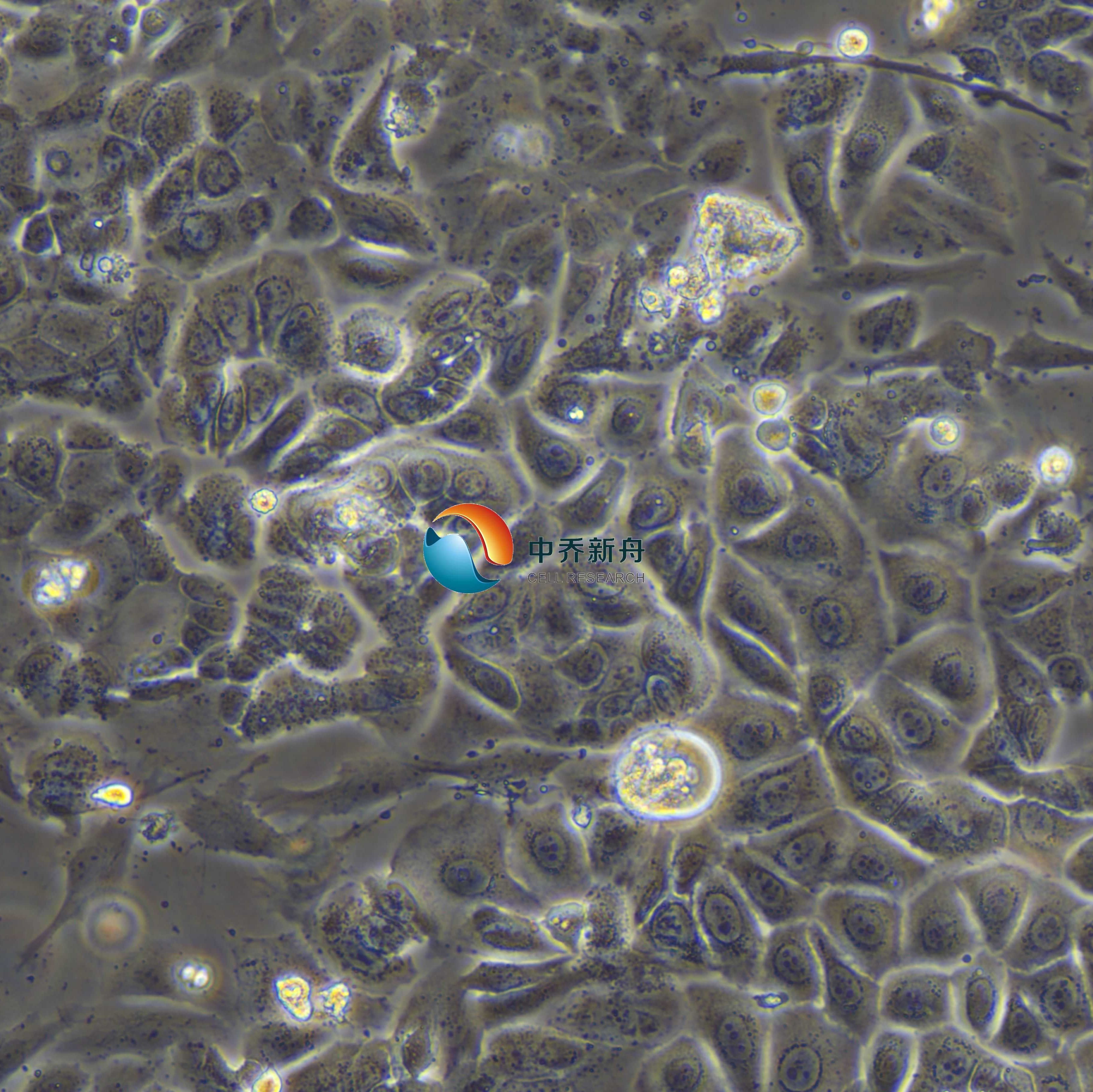 大鼠表皮角质细胞-新生-永生化