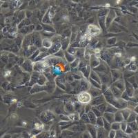 大鼠表皮角质细胞-新生-永生化