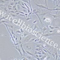 Pt K1 [NBL-3] 袋鼠肾细胞/种属鉴定/镜像绮点（Cellverse）