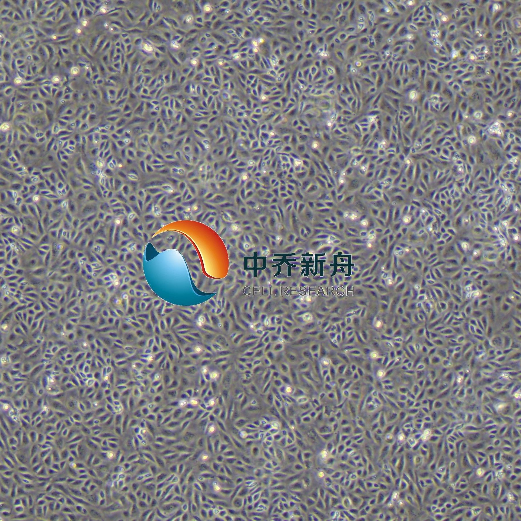 小鼠视网膜微血管内皮细胞