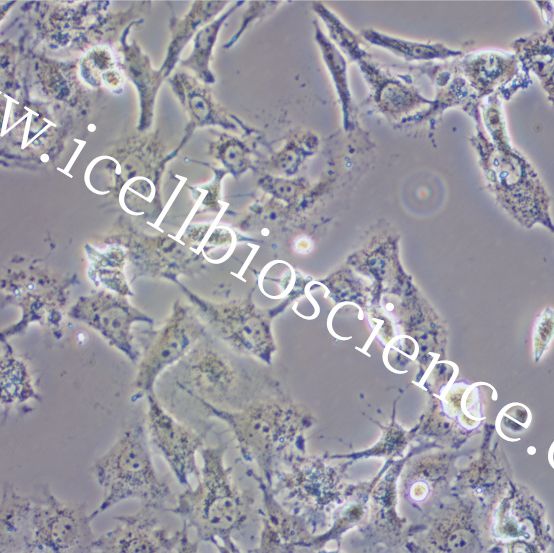 PED细胞 | PED细胞 | PED细胞 |PED 猪内皮细胞/种属鉴定/镜像绮点（Cellverse）