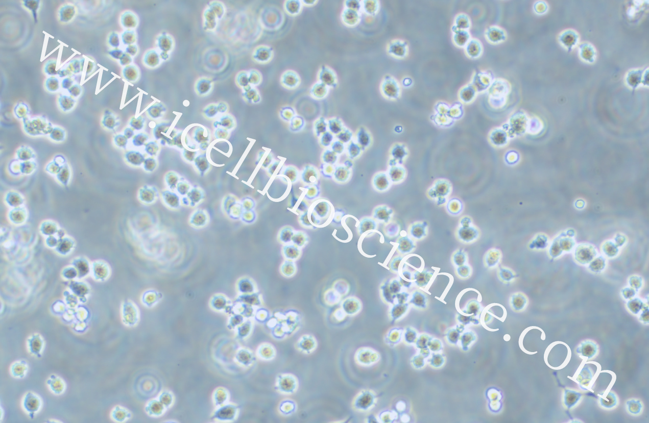 A20 小鼠B细胞淋巴瘤细胞/A20/A20细胞/A-20/