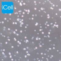 EL4 |EL4细胞|EL-4|EL-4细胞|EL-4小鼠淋巴瘤细胞/种属鉴定/镜像绮点