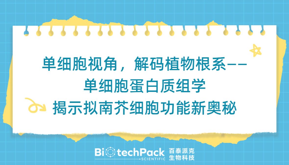 单细胞视角，解码植物根系——单细胞蛋白质组学揭示拟南芥细胞功能新奥秘