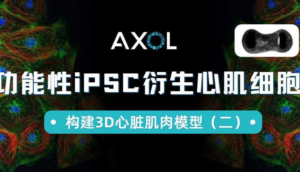 Axol功能性iPSC衍生心肌细胞赋能Bi/ond微流控芯片：构建3D心脏肌肉模型（二）