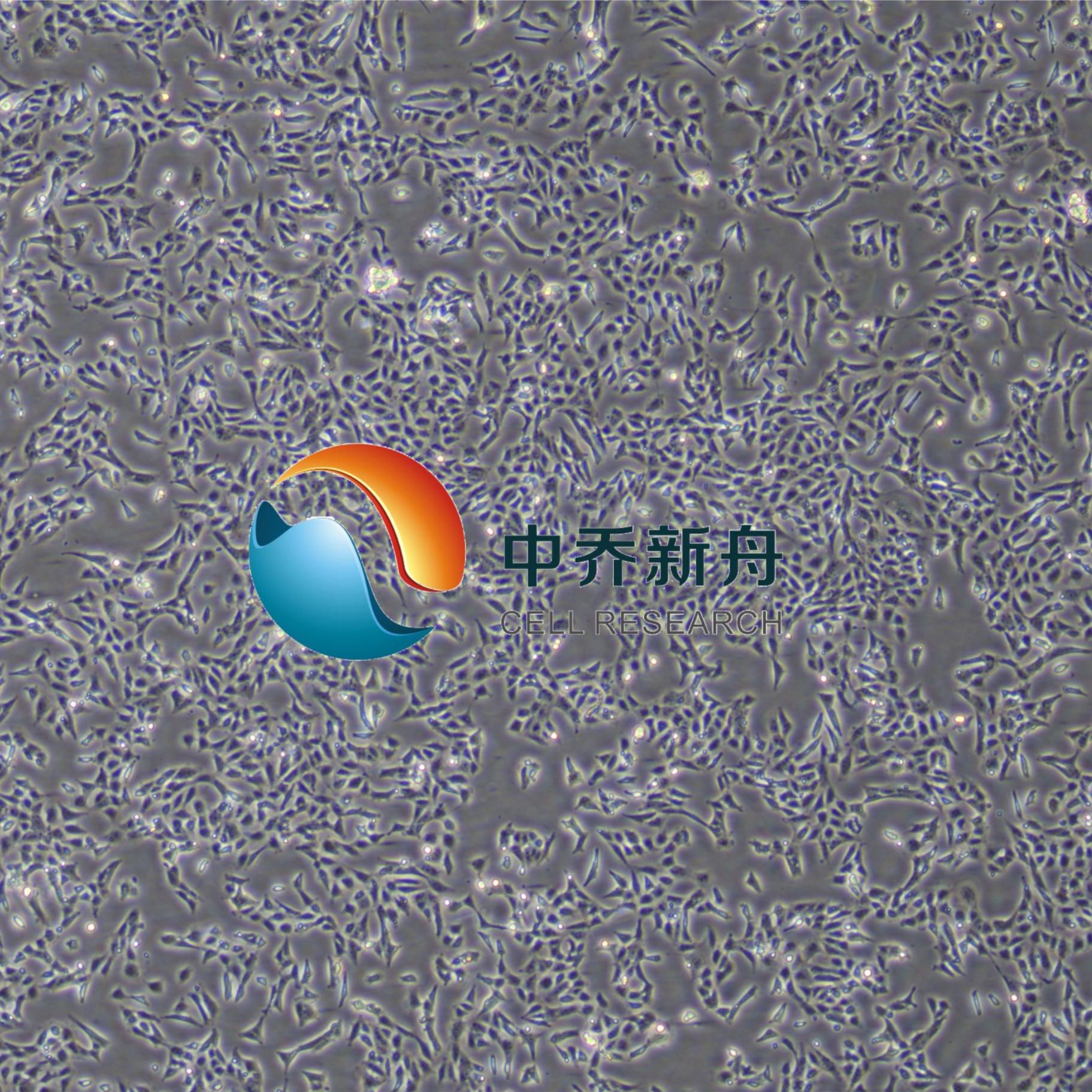 小鼠主动脉内皮细胞