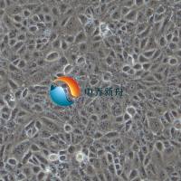 大鼠II型肺泡上皮细胞 英文名: