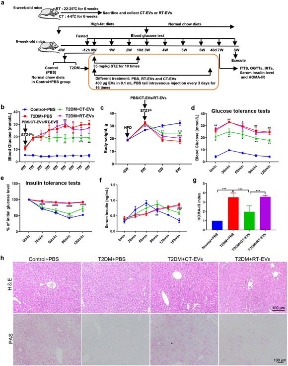 外泌体技术服务 外泌体技术服务