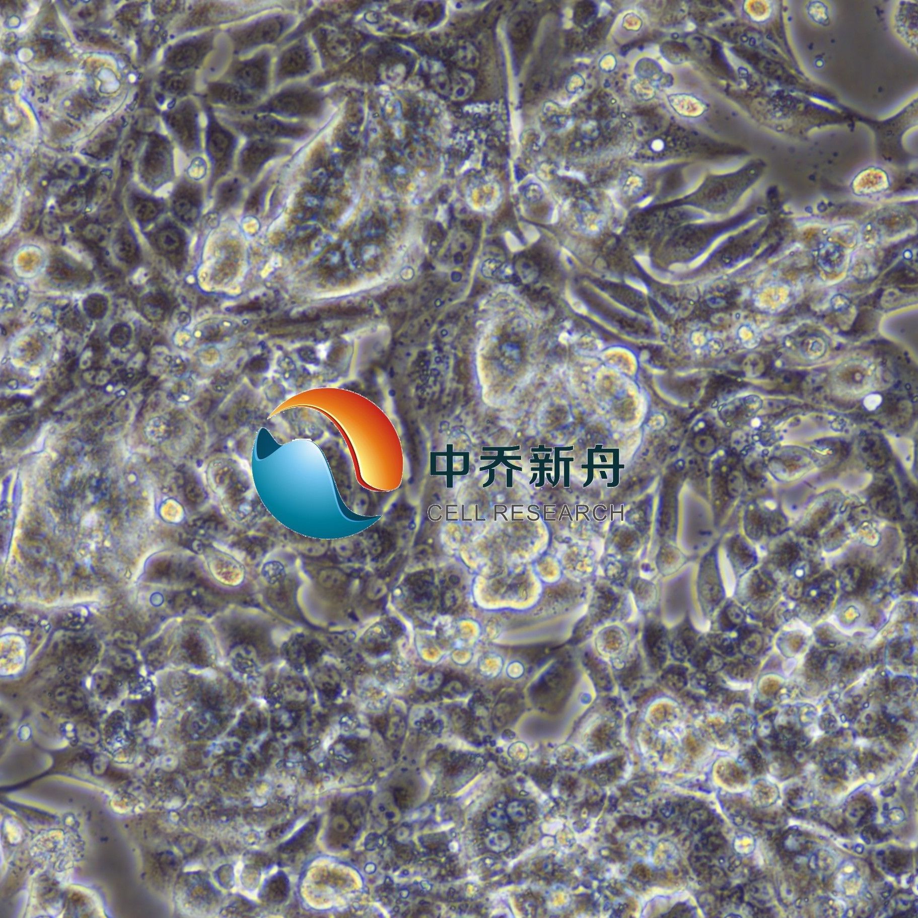 HL-1小鼠心肌细胞(只提供冻管)