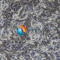 HL-1小鼠心肌细胞(只提供冻管)