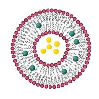 脂质体包封白藜芦醇（RES）