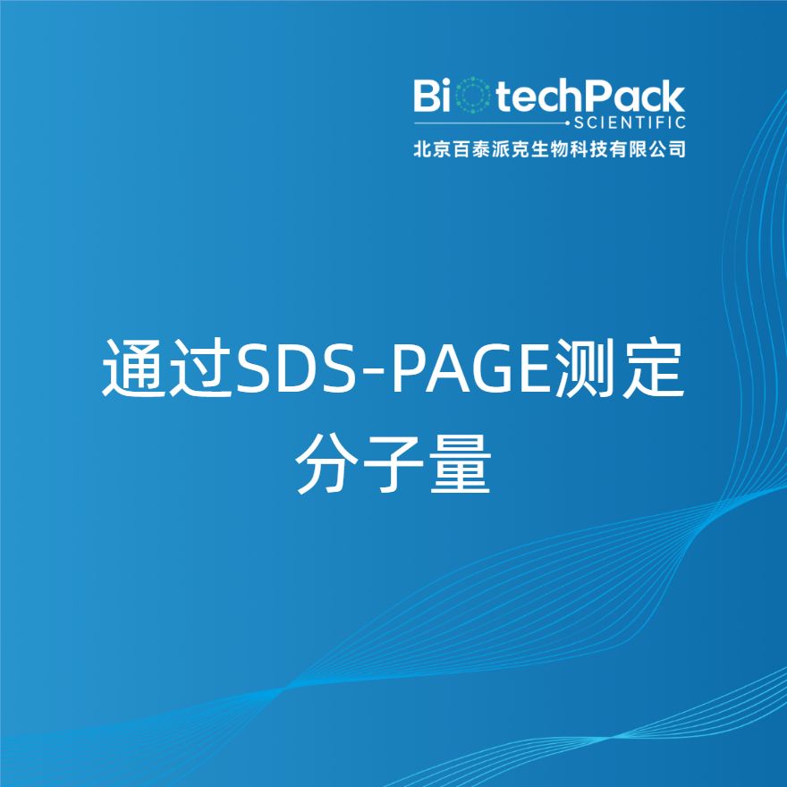 通过SDS-PAGE测定分子量