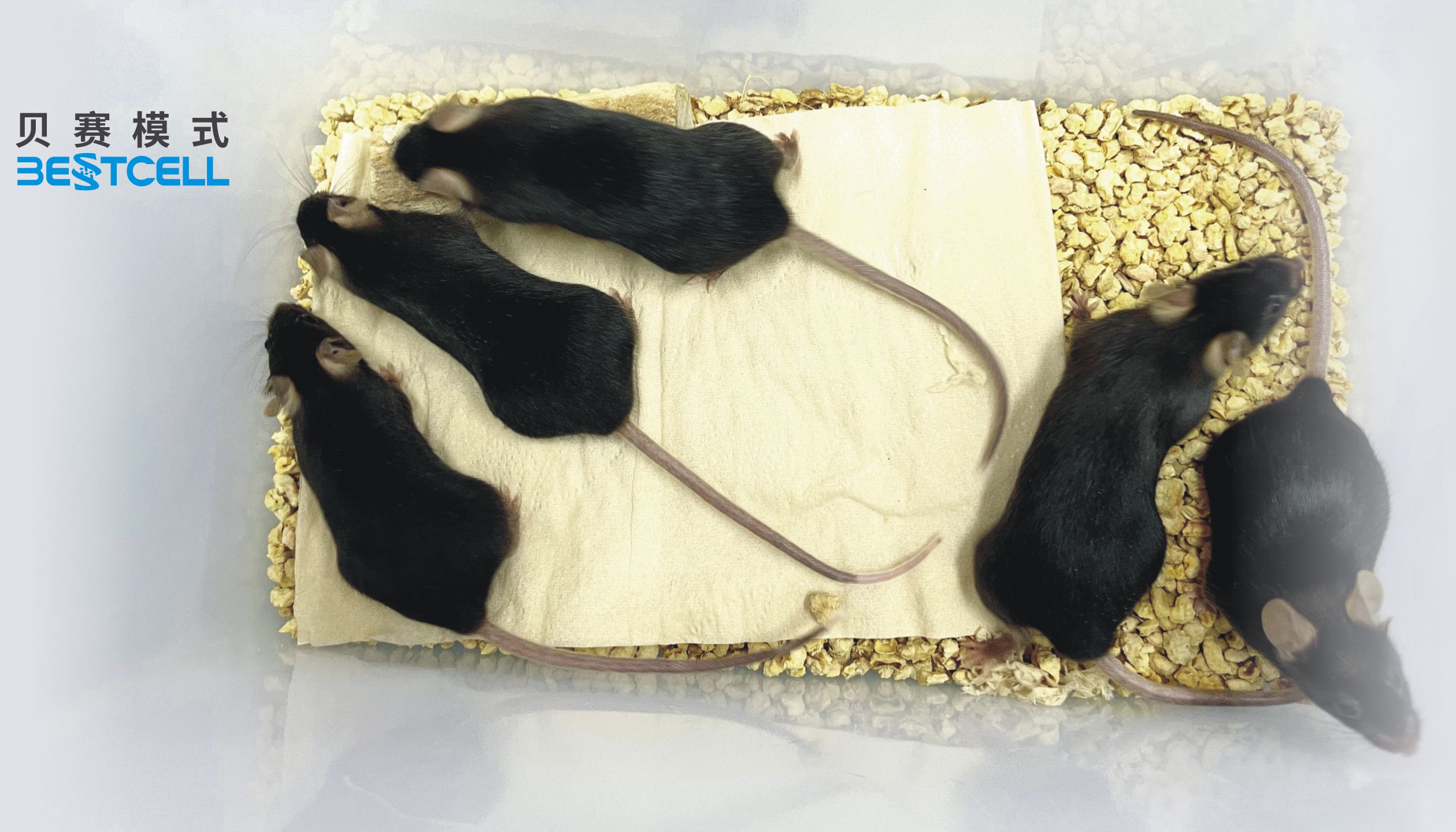 动物模型 | 小鼠干燥综合征模型