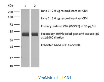 InVivoMAb抗大鼠CD4：新优惠，一网打尽