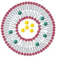 D-甘露糖PEG和L-岩藻糖PEG共修饰多柔比星脂质体 DOX-MFPL