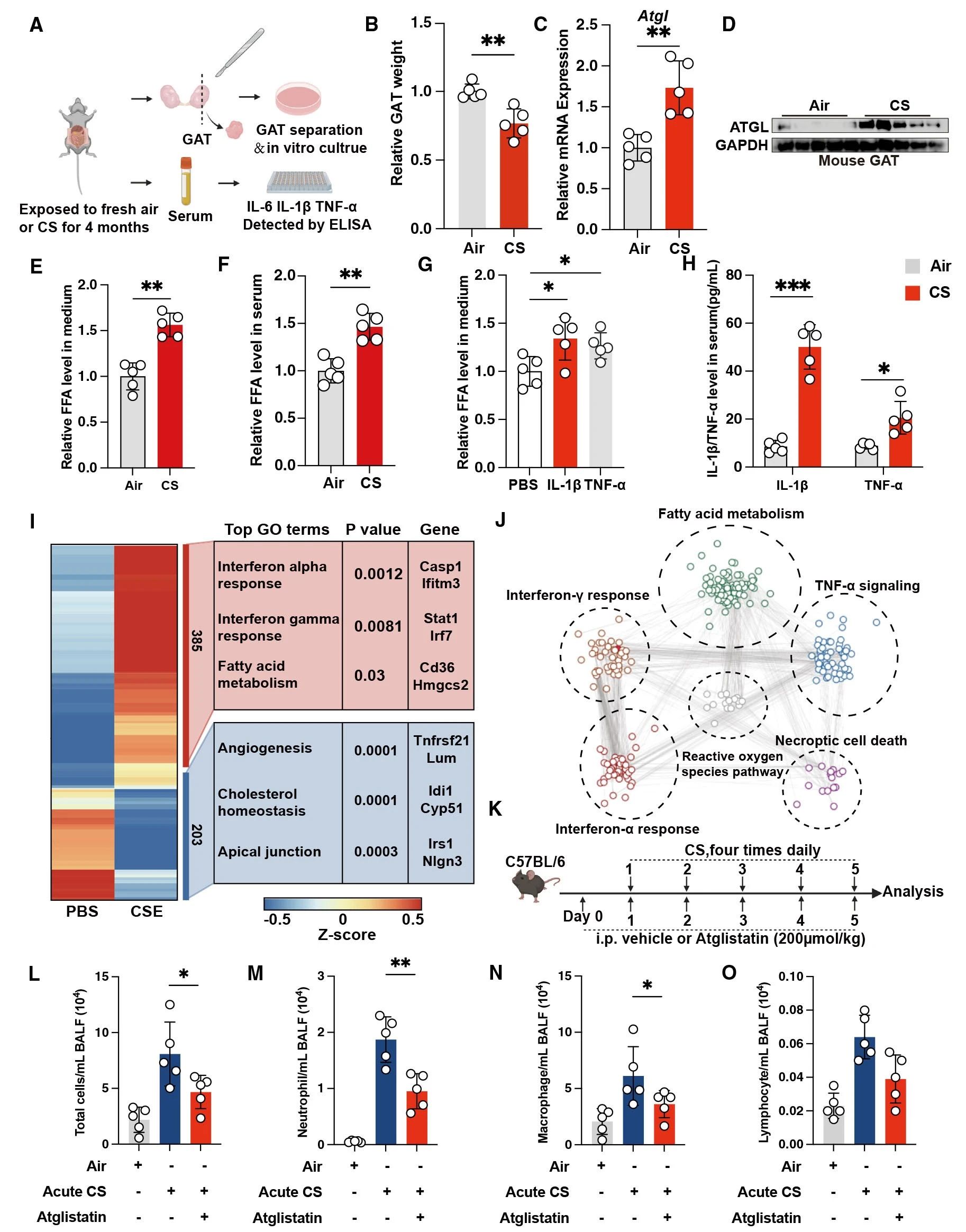 Cell Rep Med | 河南中医药大学联合武汉大学研究团队发现慢阻肺治疗潜在靶点：CD36