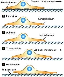 细胞功能性实验篇3-细胞迁移和侵袭实验