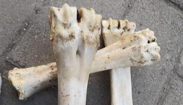 如何从骨骼中提取DNA