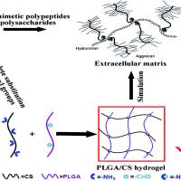 两亲性聚磷腈（PAP）自组装纳米粒包封阿霉素（DOX）