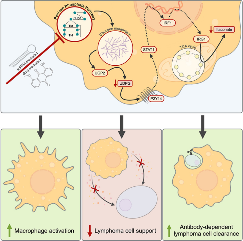 【Biorbyt文献】IF=11.7 找到增强巨噬细胞的活性和吞噬能力的新途径
