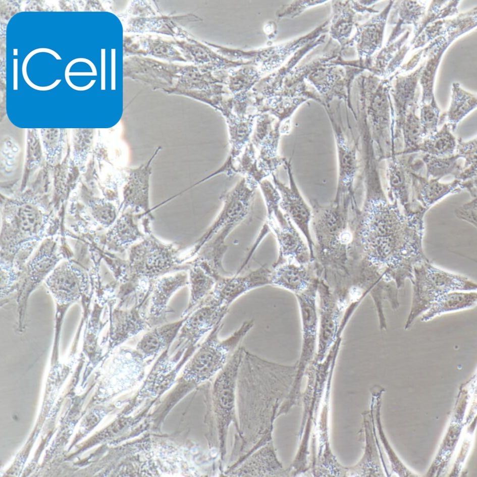 3T3-L1、3T3-L1细胞、3T3L1细胞、3T3L1、小鼠胚胎成纤维细胞、种属鉴定/镜像绮点(Cellverse)