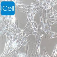 3T3-L1、3T3-L1细胞、3T3L1细胞、3T3L1、小鼠胚胎成纤维细胞、种属鉴定/镜像绮点（Cellverse）