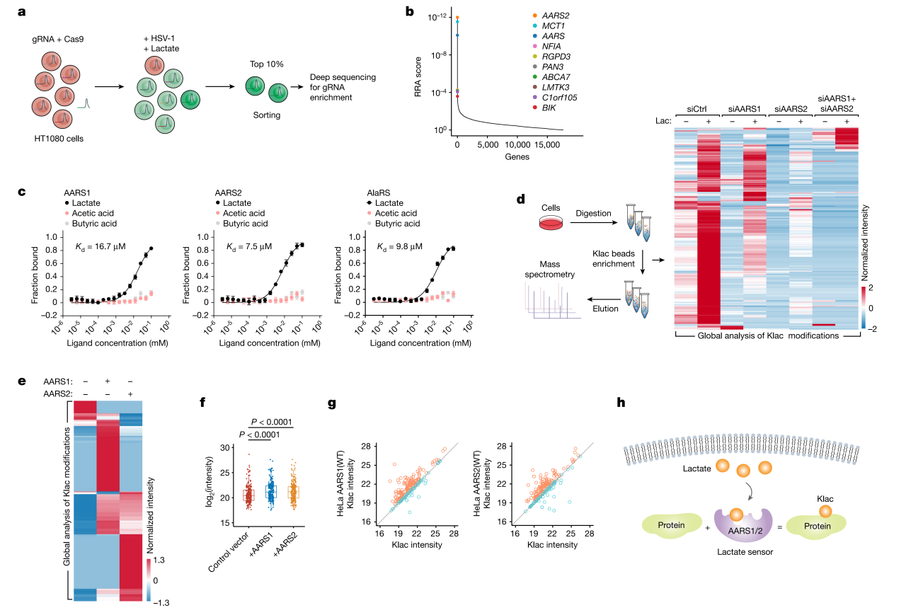 Nature | 张龙团队揭秘乳酸化修饰调控先天性免疫新机制