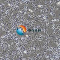 大鼠椎间盘纤维环细胞