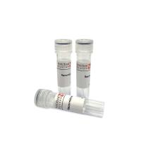 Anti-Human CD340/ERBB2/HER2/NEU Nanobody (SAA1170)