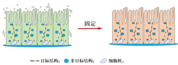 激光共聚焦显微镜之免疫荧光实验--间接免疫荧光实验步骤详解